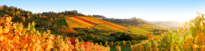 Motiv auf Teppich - Panorama Farbenfrohe Weinberge oder mit Eigenem...