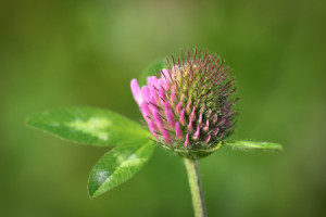 Motiv als Teppich - Kleeblüte oder mit Eigenem Foto