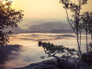 Foto Teppich - Kiefer Im Nebel oder mit Eigenem Foto