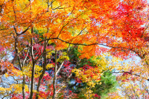 Wunschbild Teppich - Farbenfroher Herbstwald oder mit Eigenem Foto
