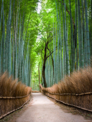 Motiv als Teppich - Bambuswald In Arashiyama Kyoto oder mit Eigenem...