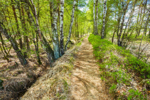 Motiv als Teppich - Naturpfad oder mit Eigenem Foto