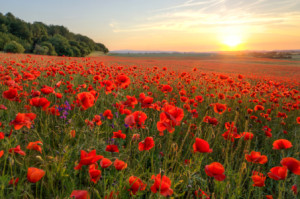Wunschbild Teppich - Poppys oder mit Eigenem Foto