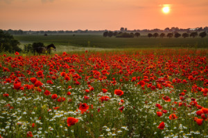 Motiv Teppich - Sommerland oder mit Eigenem Foto