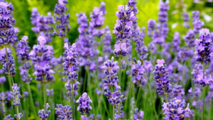 Motiv auf Teppich - Lavendel oder mit Eigenem Foto