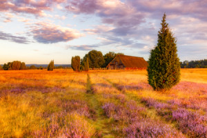 Bilder Teppich - Lüneburger Heide Im Morgenlicht oder mit Eigenem F...