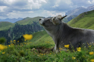 Wunschbild Teppich - Kuh In Den Dolomiten oder mit Eigenem Foto