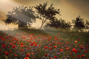 Foto auf Teppich - Mohnblumen Im Sonnenstrahl oder mit Eigenem Foto