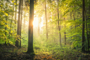 Wunschmotiv als Teppich - Sonne Im Wald oder mit Eigenem Foto