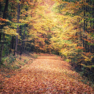 Wunschmotiv als Teppich - Herbstfarben Der Bäume oder mit Eigenem F...
