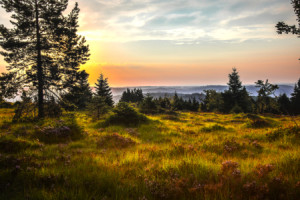 Wunschbild auf Teppich - Schwarzwaldlandschaft Bei Sonnenaufgang od...