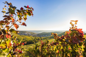 Motiv auf Teppich - Weinberge In Stuttgart oder mit Eigenem Foto