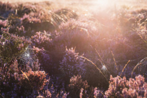 Foto Teppich - Morgens In Der Heide Iii oder mit Eigenem Foto