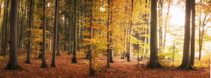 Motiv Teppich - Wald Im Bunten Herbst oder mit Eigenem Foto