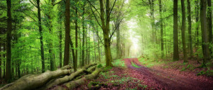 Motiv Teppich - Forstweg Im Grünen Wald Bei Sanftem Licht oder mit ...