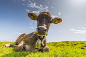 Wunschmotiv Teppich - Allgäuer Braunvieh oder mit Eigenem Foto