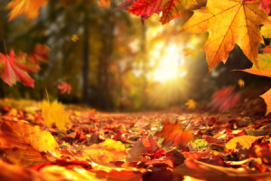 Bild auf Teppich - Fallende Herbstblätter Im Sonnenuntergang oder m...