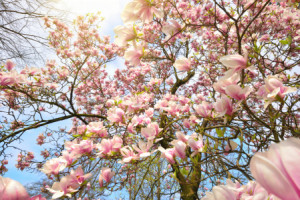 Wunschbild als Teppich - Magnolienblüten In Der Frühlingssonne oder...