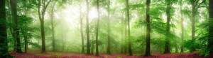 Bild Teppich - Waldpanorama Im Nebel Mit Weichem Sonnenlicht oder m...