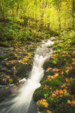 Teppich - Bach Im Herbstwald oder mit Eigenem Foto