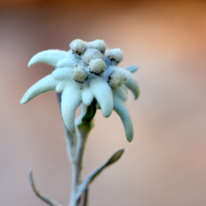 Wunschmotiv Teppich - Edelweiss oder mit Eigenem Foto