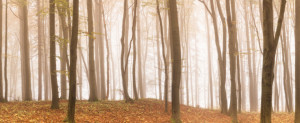 Foto Teppich - Wald Im Panorama oder mit Eigenem Foto