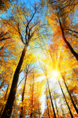 Bild Teppich - Sonnenbeschienene Gelben Baumwipfel Im Herbstwald od...