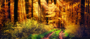 Motiv als Teppich - Lichtstrahlen Fallen Auf Herbstlichen Waldweg o...
