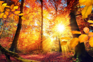 Wunschmotiv Teppich - Malerischer Herbst Im Wald Mit Viel Sonne ode...