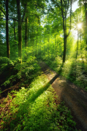 Wunschmotiv Teppich - Spiel Von Licht Und Schatten Auf Einem Waldwe...