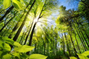 Bild Teppich - Sonnenbeschienene Blätter Im Wald oder mit Eigenem F...