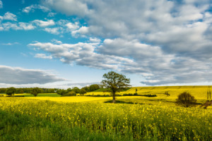 Wunschbild Teppich - Holsteinische Schweiz oder mit Eigenem Foto