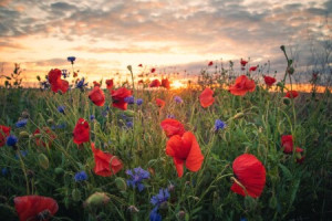 Bild Teppich - Mohnblüten Im Sonnenuntergang oder mit Eigenem Foto