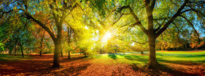 Bild Teppich - Farbenfroher Park Im Herbst oder mit Eigenem Foto