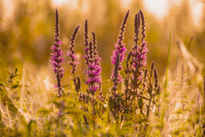 Bilder Teppich - Blutweiderich Im Sonnenaufgang Lythrum Salicaria o...