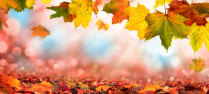 Motiv Teppich - Hintergrund Mit Herbstblättern Im Sonnenlicht oder ...