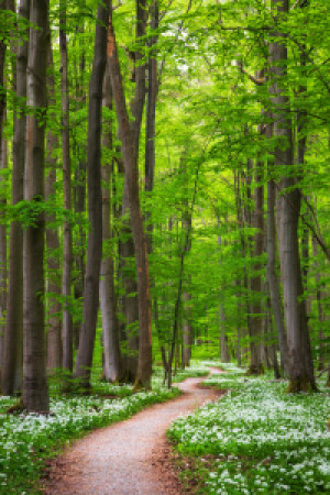 Wunschbild als Teppich - Wege Und Pfade Xii oder mit Eigenem Foto