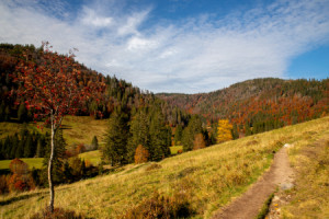 Motiv als Teppich - Blick Ins Menzenschwander Albtal Im Herbst oder...
