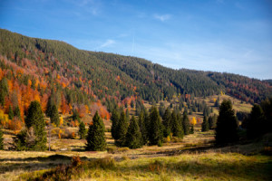 Wunschbild auf Teppich - Blick Ins Menzenschwander Albtal Im Herbst...