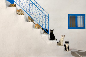 Motiv auf Teppich - Viele Katzen Auf Treppe In Griechenland oder mi...
