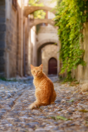 Wunschbild als Teppich - Katze In Altstadtgasse Von Rhodos oder mit...