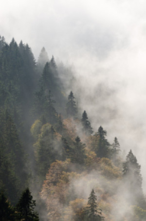 Wunschbild auf Teppich - Nebelwald oder mit Eigenem Foto