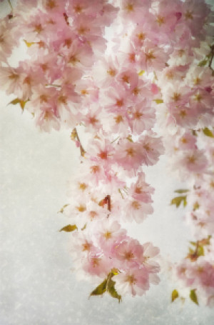 Bild Teppich - Kirschblüten oder mit Eigenem Foto