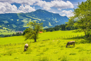 Bilder Teppich - Der Grünten oder mit Eigenem Foto
