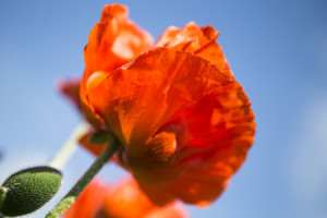 Bild auf Teppich - Mohnblume Mit Himmel oder mit Eigenem Foto