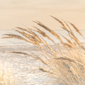 Foto auf Teppich - Goldschimmer oder mit Eigenem Foto