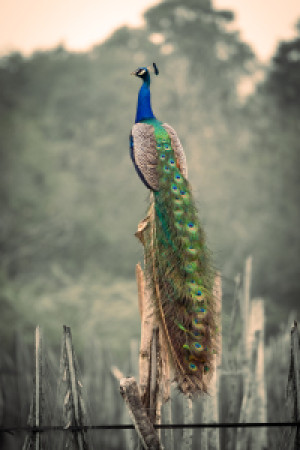 Foto auf Teppich - Pfau Auf Sri Lanka oder mit Eigenem Foto