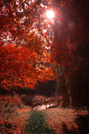 Fotos Teppich - Herbstweg oder mit Eigenem Foto