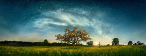 Foto auf Teppich - Nachtlandschaft Mit Baum Unter Milchstraße oder ...