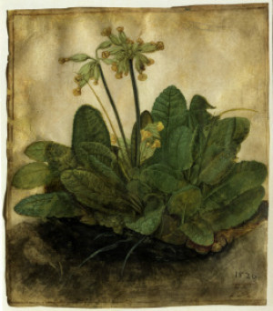 Teppich - A Dürer Cowslip 1503 05 oder mit Eigenem Foto